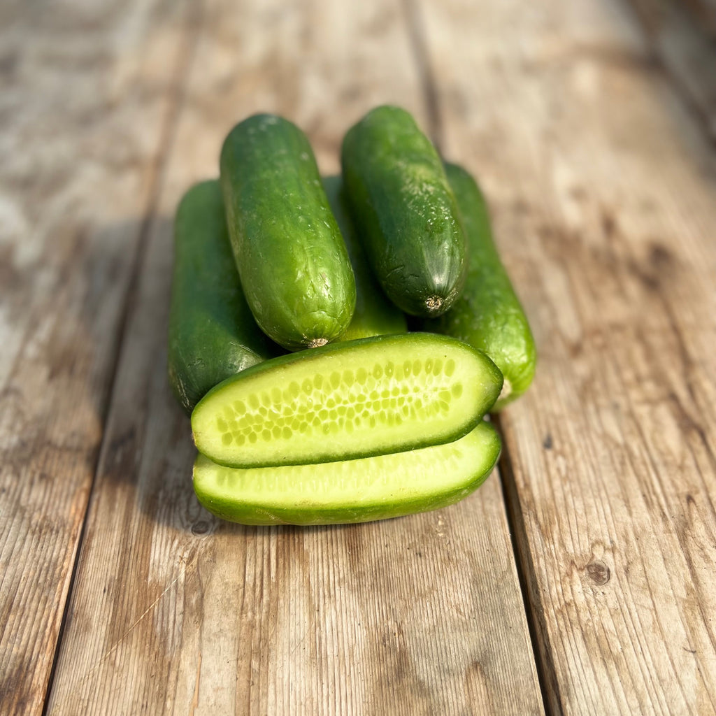 Mini Cucumber