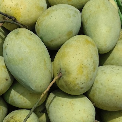 Mango Fazli