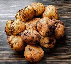 Cyprus Potato