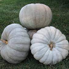 Pumpkin Gray