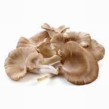 Oysters Mushroom