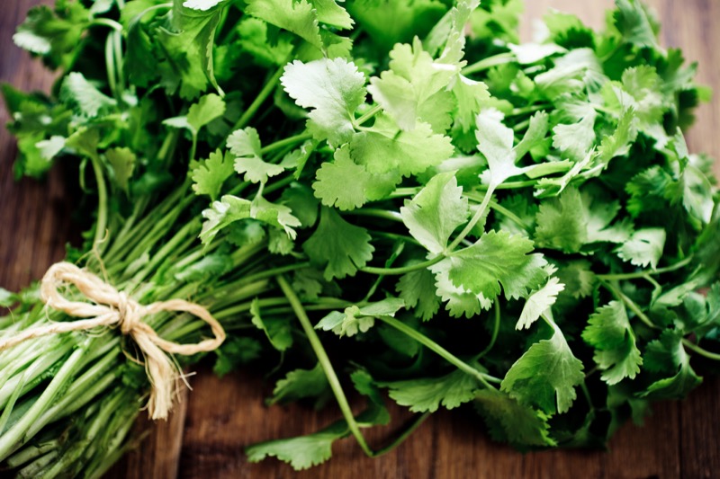 Coriander