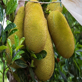 Kathal / Jackfruit