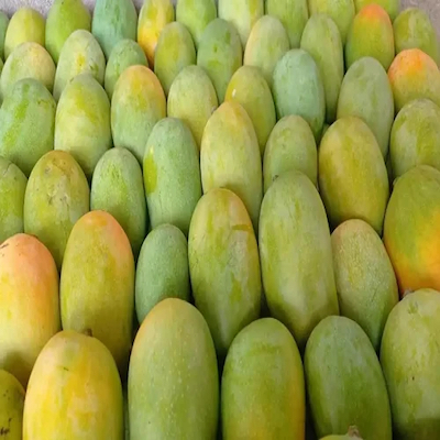 Kesar Mango Small