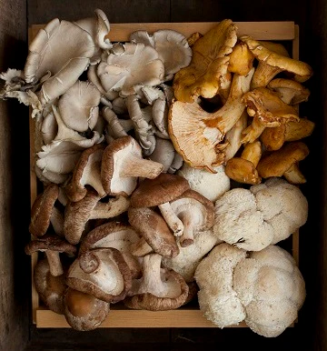 Mixed Mushroom