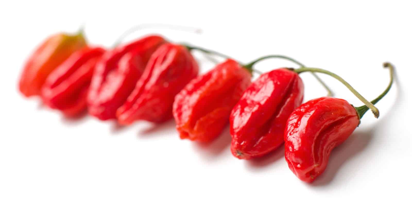 Naga Morich
