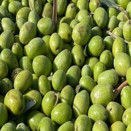 Jolpai / Olive