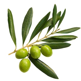 Jolpai / Olive