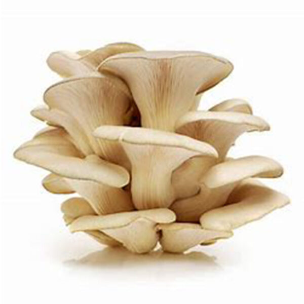 Oysters Mushroom