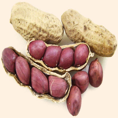 Peanut Indian
