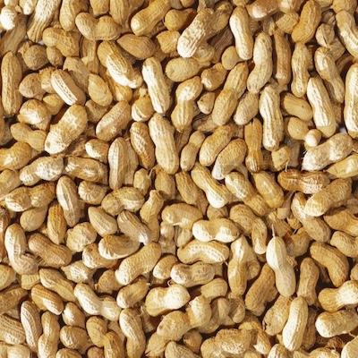 Peanut Indian