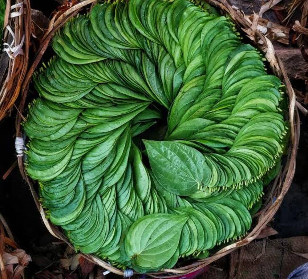 Paan / Betel Leaf