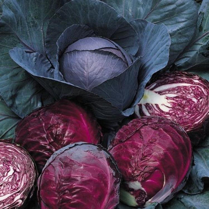 Red Cabbage