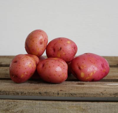 Potato Red PP