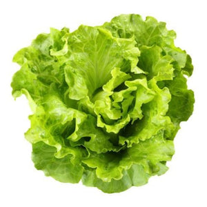 Iceberg lettuce
