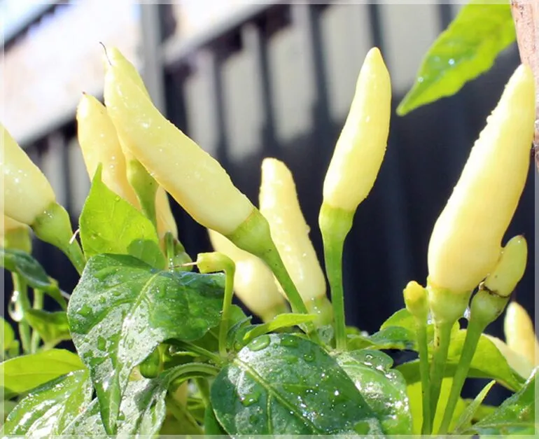 Turkish White Chilli PP